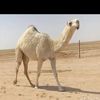 عــمر الشــلاحي