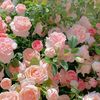 KR-Beauty