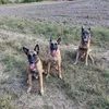 malinois_raptoren