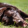 bama_the_chocolate_lab