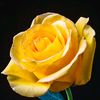 mary_carmen9