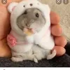 aninhahamster826