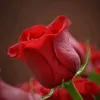 arina_karwan