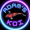 Adam’s koi