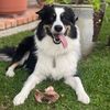 banditthebordercollie1