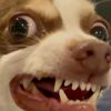aster_boi