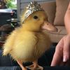 owshyieet