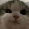 kevinseppp