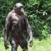 howardtheape