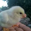 dybtimtombet