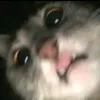 kevin_tamsar