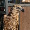 dmr_falconry_00