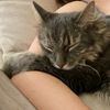 zimthecat