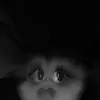 daniellamcdd