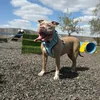frankie_thexlbully22