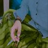 .ardi_06