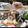 mykittys13