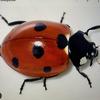 thecoccinella