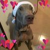 blu_theweim