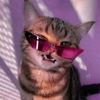 kazwildkatt