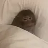 thiccpickle666