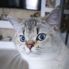 fartingcat39
