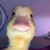 san_jandrito