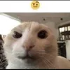 tonysterco7