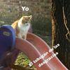 y.arma
