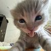 chester_ralix