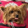 luntikthedog