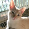 cats___are__the__best