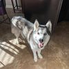 mishka_the_siberianhusky