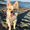 albus_the_doggo