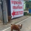 tm.bull