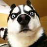 Crazy Husky