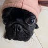 tolik_pug