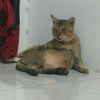 rajaolah5