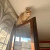 chicca606