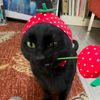 imbeingdevouredbycats