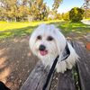 roumithemaltese