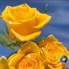 tweety349
