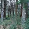 lrpipo