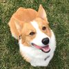 samthatcorgiloaf