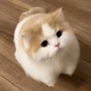 atom_puifai