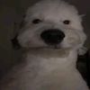karlas_movingcastle