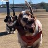 3bassetboys