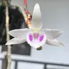 nguyenha8878