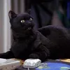 raconteurchloe