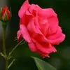 ilyassolangi786